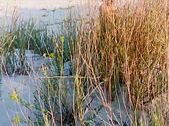Amateur couple got caught having sex on the beach by  