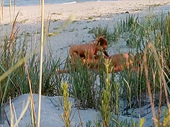 Amateur couple got caught having sex on the beach by  