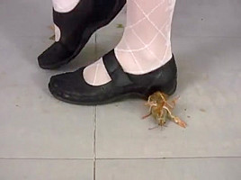 Amelia Crush Crawdad