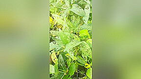 Dian Bhabhi Hard Bhabhi Show Her Stepbrother-in-law On Farm Her Nipples On Farm Outdoor
