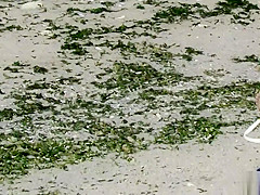 Hot Amateur MILFs - Nudist Beach Spy Video