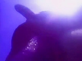 Hot underwater Anal