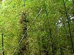 Hottest Japanese whore Miyu Hoshino in Horny Outdoor JAV scene