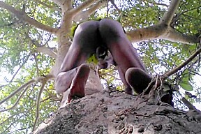 Indian tarzan boy sex in jungle wood