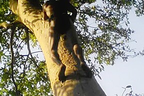 Indian tarzan boy sex in jungle wood