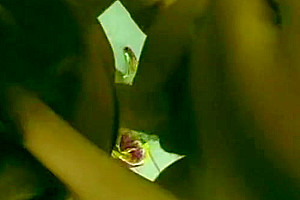 Nurse Rogeria And bushy Sheylena