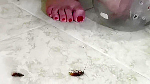 sexy latina crickets