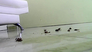 sexy latina crickets